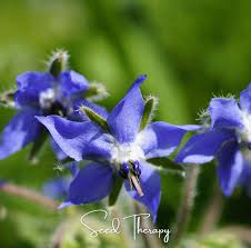 Image result for Borago officinalis