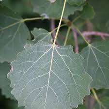 Attēlu rezultāti vaicājumam “Populus tremula”