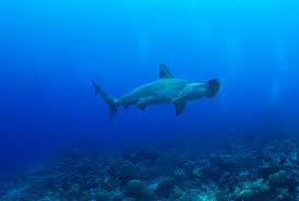 Image result for Sphyrna lewini