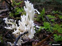 Attēlu rezultāti vaicājumam “Ramariopsis kunzei”