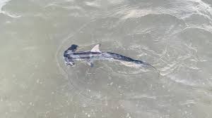 Image result for Sphyrna zygaena