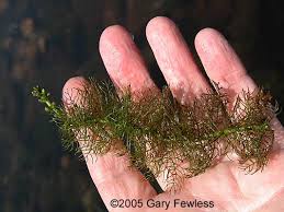 Attēlu rezultāti vaicājumam “Myriophyllum alterniflorum”