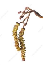 Attēlu rezultāti vaicājumam “Alnus glutinosa flower”