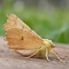 Attēlu rezultāti vaicājumam “Ennomos alniaria”