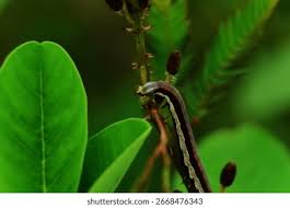 Attēlu rezultāti vaicājumam “Ceramica pisi larva”