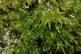 Attēlu rezultāti vaicājumam “Eucladium verticillatum”