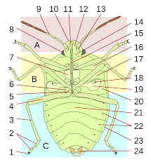 Attēlu rezultāti vaicājumam “Heteroptera”