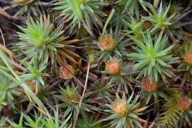 Attēlu rezultāti vaicājumam “Polytrichum piliferum sporophyte”