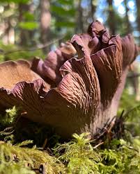 Attēlu rezultāti vaicājumam “Gomphus clavatus”