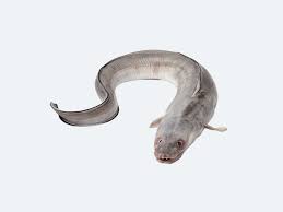 Image result for Conger conger