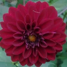 Image result for Dahlia Darkarin`