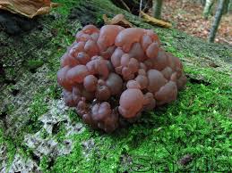 Attēlu rezultāti vaicājumam “Ascotremella faginea”