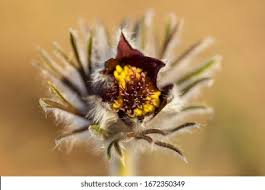 Attēlu rezultāti vaicājumam “Pulsatilla pratensis leaf”
