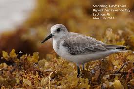 Attēlu rezultāti vaicājumam “Calidris alba adult”