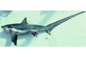 Image result for Alopias vulpinus