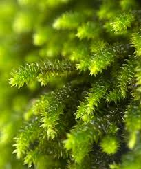 Attēlu rezultāti vaicājumam “Antitrichia curtipendula macro”