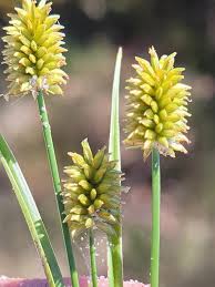 Attēlu rezultāti vaicājumam “Carex lepidocarpa fruit”