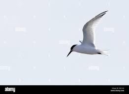 Attēlu rezultāti vaicājumam “Sterna sandvicensis adult”