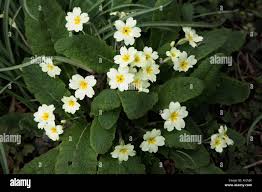 Attēlu rezultāti vaicājumam “Primula veris leaf”