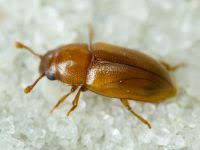 Attēlu rezultāti vaicājumam “Dacne bipustulata”