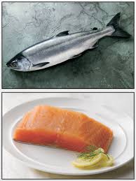 Image result for Oncorhynchus keta