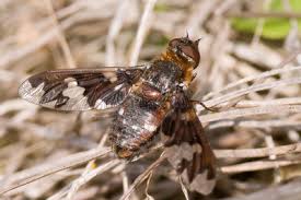 Attēlu rezultāti vaicājumam “Exoprosopa capucina”