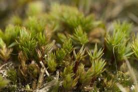 Attēlu rezultāti vaicājumam “Philonotis sporophyte”