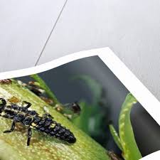 Attēlu rezultāti vaicājumam “Adalia bipunctata larva”