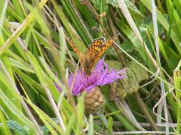 Attēlu rezultāti vaicājumam “Melitaea phoebe underside”