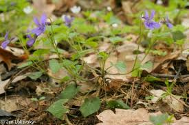 Attēlu rezultāti vaicājumam “Viola reichenbachiana leaf”