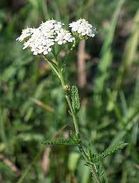 Attēlu rezultāti vaicājumam “Achillea salicifolia leaf”