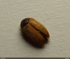 Attēlu rezultāti vaicājumam “Attagenus smirnovi”