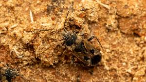 Image result for Rhyparochromus