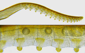 Attēlu rezultāti vaicājumam “Tenthredo campestris female”