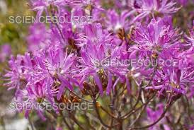 Attēlu rezultāti vaicājumam “Rhododendron canadense”