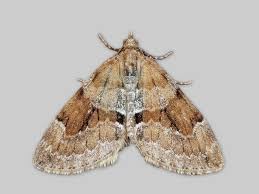 Attēlu rezultāti vaicājumam “Thera variata”