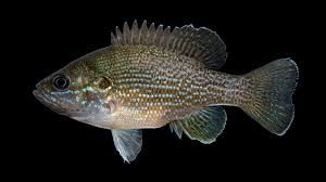 Image result for Lepomis cyanellus