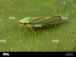 Attēlu rezultāti vaicājumam “Auchenorrhyncha”