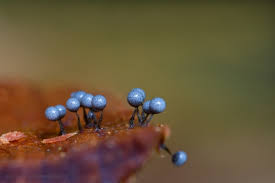 Attēlu rezultāti vaicājumam “Cribraria purpurea macro”
