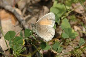 Attēlu rezultāti vaicājumam “Coenonympha tullia underside”