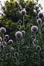 Image result for Echinops spaerocephalus