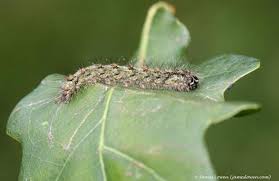 Attēlu rezultāti vaicājumam “Atolmis rubricollis”