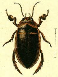 Attēlu rezultāti vaicājumam “Hydaticus transversalis”