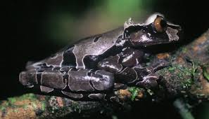 Attēlu rezultāti vaicājumam “Epirhoe tristata”