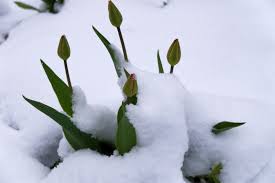 Attēlu rezultāti vaicājumam “Tulipa sylvestris bud”