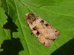 Attēlu rezultāti vaicājumam “Xestia triangulum”