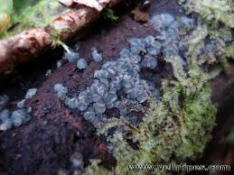 Attēlu rezultāti vaicājumam “Mollisia cinerea”