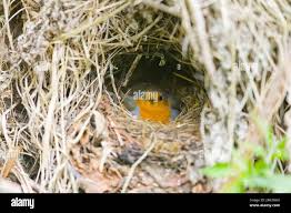 Attēlu rezultāti vaicājumam “Erithacus rubecula nest”