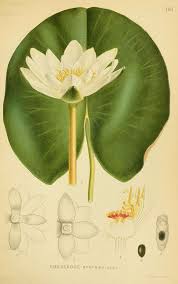 Attēlu rezultāti vaicājumam “Nymphaea candida flower”