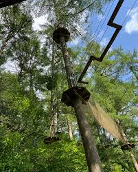 Image result for Go Ape! Dalby